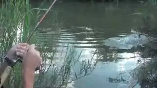 Yellowfish strikes topwater lure !!