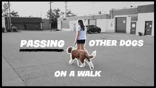 Passing Other Dogs On A Walk