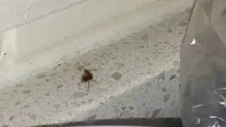 Termite vs Spider