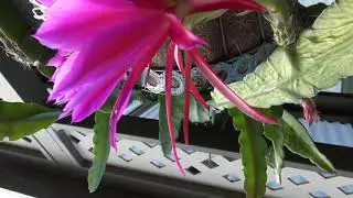 Epiphyllum Orchid Cactus, Why do they have wrinkley leaves stem