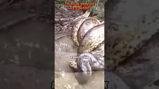 🐍➡️🐊Анаконда против Крокодила! Кто кого? #дикаяприрода #экстремальнаяприрода #natureisamazing