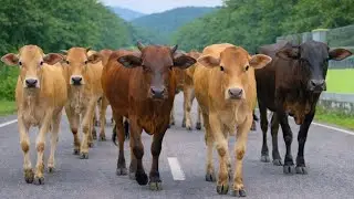 Pengembala Menggiring sapi lembu jinak menuju kandang, Suara Sapi Moo, Sapi Lucu berkawanan di jalan