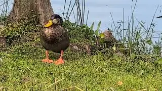 Male Mallard Duck with Green Feathers on Head Walks to Friends by Cypress Trees at Lake, Solary Park