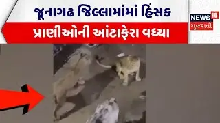Junagadh Lion News | જૂનાગઢ જિલ્લામાંમાં હિંસક પ્રાણીઓની આંટાફેરા વધ્યા | Gujarat Forest Department