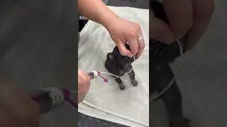 Tube feeding a pup #puppy #puppies #dog #dogs #dogshorts #fyp #veterinary #veterinarylife #frenchie