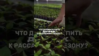 Как вырастить крепкую рассаду в домашних условиях, чтобы не потерять урожай