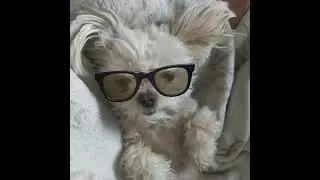 Talking dog gives great life advice