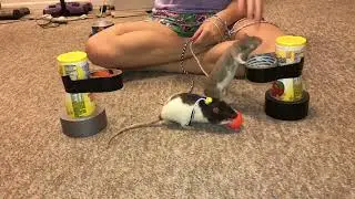 My pet rats Oreo and Bean playing basketball on a harness!