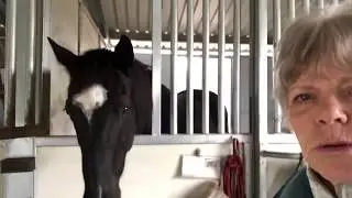 Peppermint horse treat testing