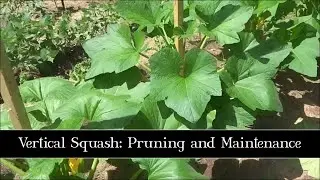 Vertical Squash: Pruning and Maintenance