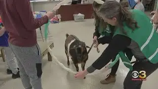 Philly Goat Project visits high school students