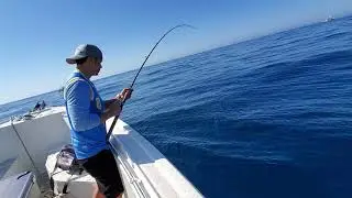 wide open dorado