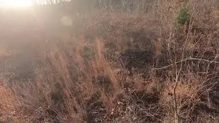 Deer Hunting with Dogs Sussex Farm Hunt