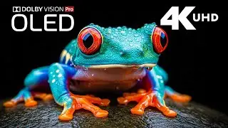 Gentle Nature 4K | Peaceful Forest Scenes with Wild Animals