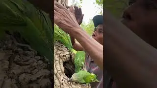 A man walks through the forest and sees a parrot hole.part05#bird #parrot #eagle #animals #wildlife