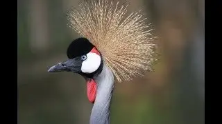 Visit World of Birds Wildlife Santuary