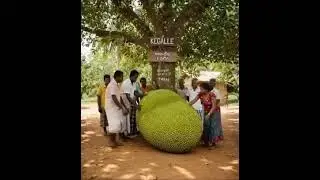 true or false? LARGE JACK FRUIT - SRI LANKA |#shorts #shortsviral #youtubevirulshorts