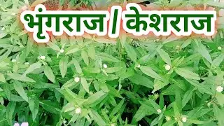 भृंगराज एक ऐसा पौधा जो बालों की हर समस्या मिटायें।All about Bhringraj / Keshraj,care fertilizer.