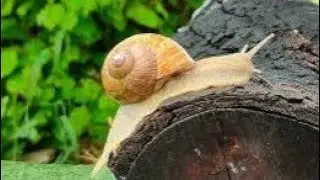 Snail is eating leaves at my garden.