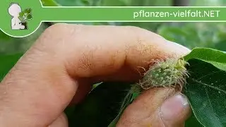 Rotbuche - Kurz nach Bl&uuml;te - 24.04.18 (Fagus sylvatica) - heimische B&auml;ume bestimmen