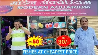 Modern aquarium thane l starting from 30rs l fishes at cheapest rate 🐟