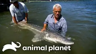 Jeremy Wade Fights to Capture a Gigantic White Sturgeon | River Monsters | Animal Planet