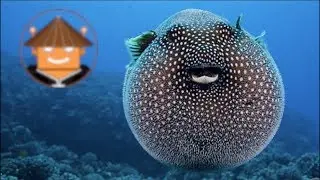 Qué Pasa Con Los Peces Globo