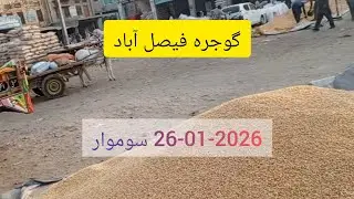 Gojra Faisalabad Galla Mandi Rates Update. wheat, serson, maize, tilli, chari, mongi, alsi and kaads