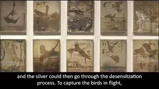 Learn more about Matthew Brandt's series of 100 Eagles.