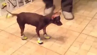 Смешные собаки Приколы про собак Funny Dogs 2020