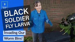 Black Soldier Fly Larva in Composting Worm Bins