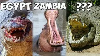 10 Most DANGEROUS River Animals on Earth