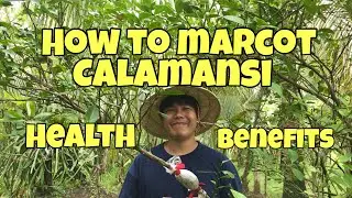 HOW TO MARCOT CALAMANSI PHILIPPINE LIME AND HEALTH BENEFITS
