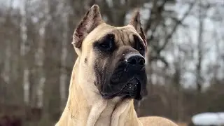 Преса Канарио / Presa Canario Duenos de la Vida Sailor Moon