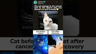 funny cat memes