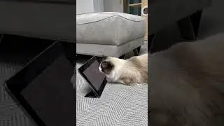 벌레잡기 Catching bugs