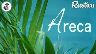 L'aréca