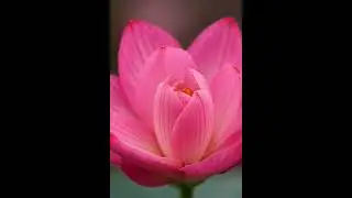 #ASMR Ultra-Realistic 4K ASMR | Pink Lotus Flower Blooming 🌸 | #shorts 1091 #GiveItYourBestShort