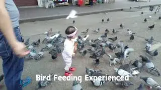 Bird Feeding Experience