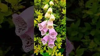 Bunga Foxgloves - Ciri Khas Bunga Liar Musim Panas #enjoysimplethingsinnature
