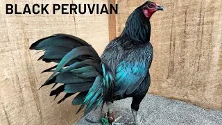Beautiful Black Peruvian Martin Wilder 💯