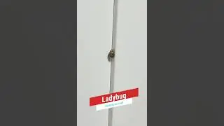 Cute lil Ladybug #shorts #animals #fyp #viral #insects #pets