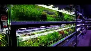 New Aquarium Plants at The Aquatic Design Centre