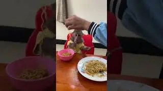 Baby Monkey&rsquo;s Joyful Meal Time Will Melt Your Heart!