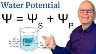 Поймите потенциал воды! 5-минутное объяснение для AP Bio