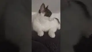 good Cop vs Bad Cop cat Edition ❤️🤣#goodcop #cat #funny #funnycats #cute #cutecats