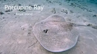 Porcupine Ray at Royal Island Resort and Spa : snorkeling in the Maldives