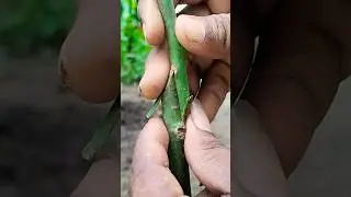 Mango Tree Grafting Kaise Kare #short #aam #kaisekare