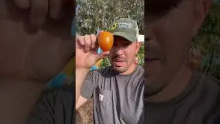 Vine-ripened tomatoes are a myth