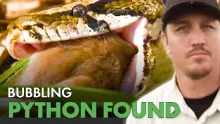 Python Hunters Find Sick Snake at Gator Nest | Python Hunters